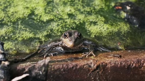 Frosch am algenbewachsenen Teich