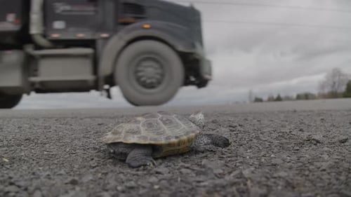 Traffic passing by a turtle on the highway