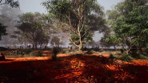 Misty Australian Bushland with Red Earth and Eucalyptus Trees