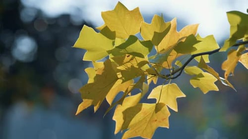 Colorful Leaves Lush Branch Growing on Green Nature Background Close Up. Yellow