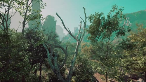 A Forest Filled with Lots of Tall Trees