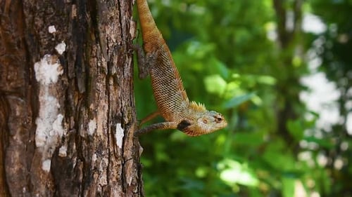 Lagarto oriental macho de jardín en un árbol en el país tropical de Sri Lanka