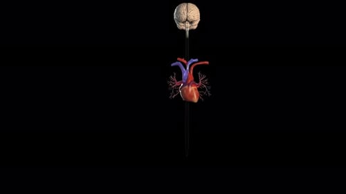 3D Human Brain, Heart, and Lungs Circulatory System Animation