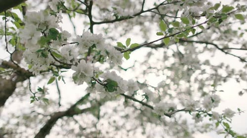 Closeup View of Flowers and Green Leaves on a Blooming Tree and Bees Flying Between the Branches