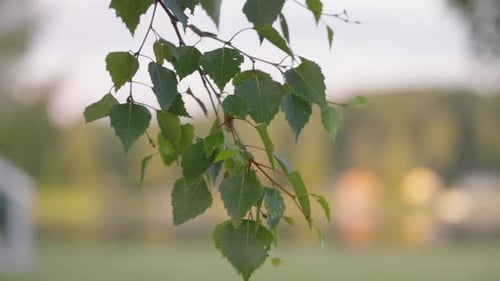 Birch branch with deep green natural Foliage waving on bokeh background, Close up