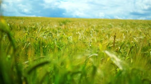 Grüne Weizenfeldlandschaft mit blauem Himmel/Weizenähre im Feld am Himmel