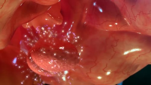 Dynamic Cellular Activity within a Living Organ Animation