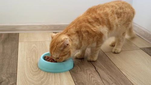Domestic Red Tabby Scottish Fold Cat is Eating Its Wet Food From Bowl on Floor