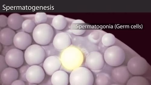 3D Medical Animation of Spermatogenesis and Cell Division