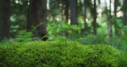 Watering a seedling, drops pf water flow down the foliage, feeding the young plant. Sunlight filters