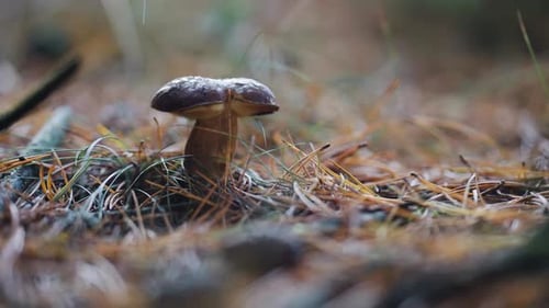 A close-up shot of the Porcini mushroom on the forest floor. Pine needles, decaying leaves, and tree