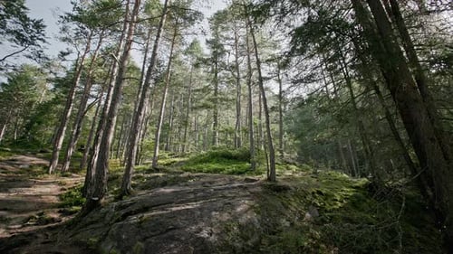 Beautiful Nature Landscape of Pine Forest Old Tree Roots in Alpine Forest
