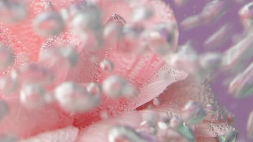 Petals of Roses in Bubbling Water on Purple Wall Background Stock Footage Close Up of Blooming Part