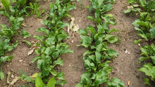 Beets Growing in the Garden Selective Focus