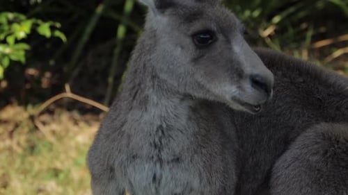 An Alert Eastern Grey Kangaroo Looking Around While Munching - Nature Park In QLD, Australia - close