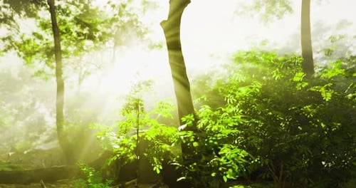 Sunlight Filters Through Lush Greenery in a Vibrant Forest Setting