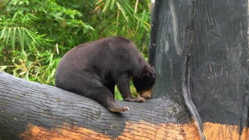 Un ours solaire haletant (Helarctos malayanus) assis au sommet d'une bûche d'arbre, gros plan d'une personne vulnérable
