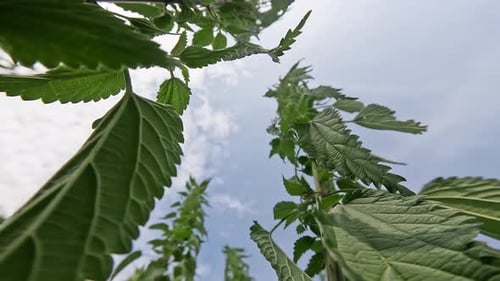 Ortie verte sous le ciel bleu