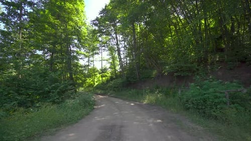 Dirt path road in green forest 4K