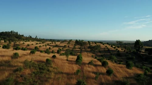 Olivenbaumplantage in Portugal 4K