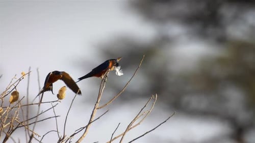 Swallows on Branch, One Holds Feather