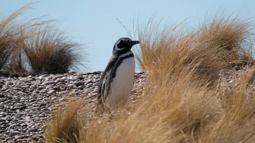 Magellanic penguin (Spheniscus magellanicus) walks on the beach of the Atlantic Ocean