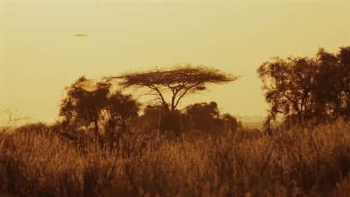 Birds Flying Over Acacia Trees African Savannah Sunset Kenya