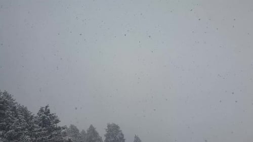 Schneefall im Winter mit Wald im Hintergrund. Riesige Schneeflocken fallen vom Himmel. Starker Schnee