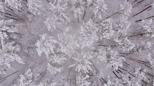 Vol aérien au-dessus de la cime des arbres enneigés dans une forêt vide
