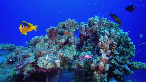 Colorful Fish Swimming Around Coral Reef in the Ocean