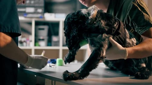Closeup in Veterinary Clinic the Doctor Has Finished Bandaging and Releases the Dog's Paw