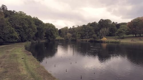 Reflective lake in a forest with swimming birds on a cloudy day in autumn. Ascending drone shot