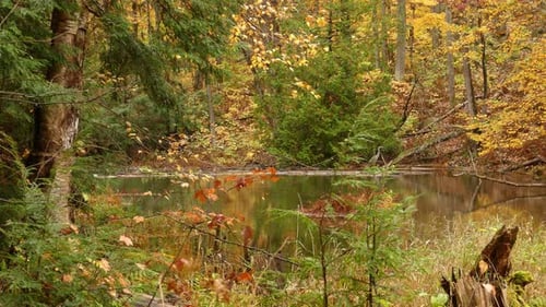Beautiful autumn landscape on a lake in the forest, a heron stands calmly in the water