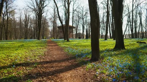 A Path Through a Forest with Trees Blue Flowers Grass and a Clear Sky