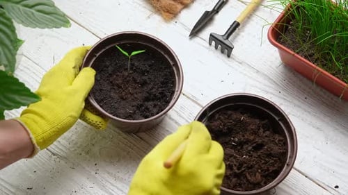 Gardener Planting Seedlings in Pots Indoors