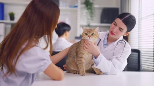 Asian veterinarian examine cat during appointment in veterinary clinic.