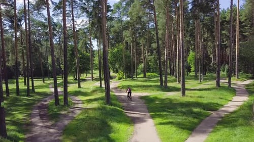 Cyclist Riding Through Picturesque Forest Trails
