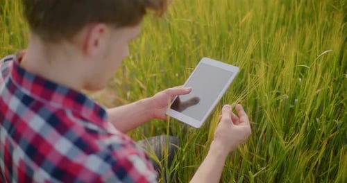 Farmer Examining Crops Wheat Field Agriculture Harvesting