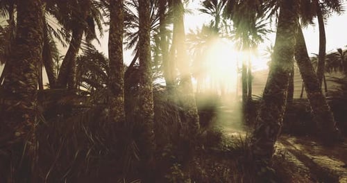 Sunlight Filtering Through Palm Trees in a Tropical Forest at Dawn