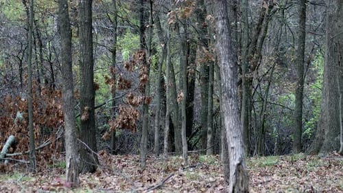 Leaves falling off trees in a forest during the autumn fall period