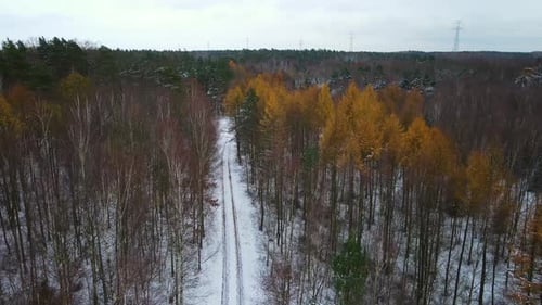 Route rurale à travers une forêt gelée avec des feuilles jaunes tombées et des pins verts