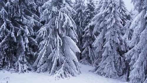 Im Winter frostbedeckte Pinien in einem verschneiten Wald