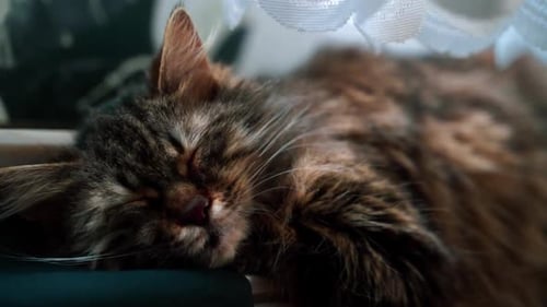 Brown Long-Haired Cat Sleeping Peacefully Indoors Close Up