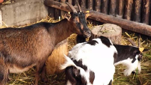 Tiere Ziegen Fressen auf dem Bauernhof Häuslicher Bauernhof Kauen Landwirtschaft und Ökologie Molkerei Volleuter mit