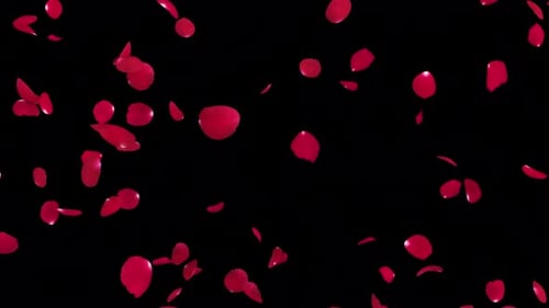Realistic Red Rose Petals Falling Animation Background