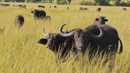 Zeitlupe einer afrikanischen Büffelherde, gefährliche afrikanische Tiere auf Wildtiersafari in der Masai Mara in Ke