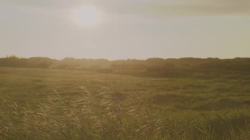 Sunset over a peaceful grassy field with a soft breeze and warm light