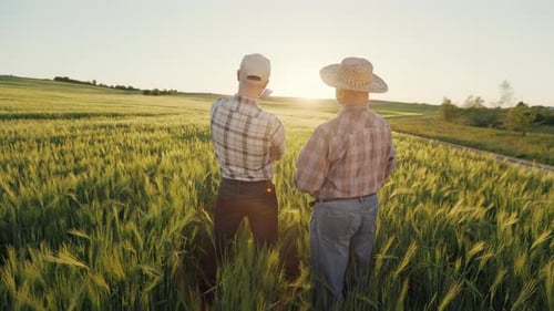 Two Farmers are Standing in the Middle of a Field and Talking About the Harvest