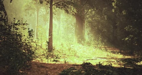 Sunlight Filters Through Trees in a Lush Forest During the Early Morning Hours