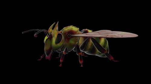 Bee Animation